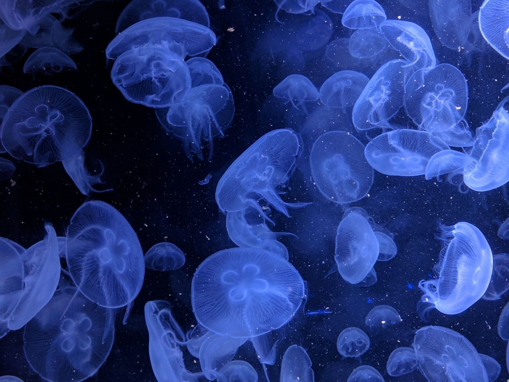 Wallpaper jellyfish, underwater, blue, aquatic world desktop wallpaper, HD image, picture, background, bd445d