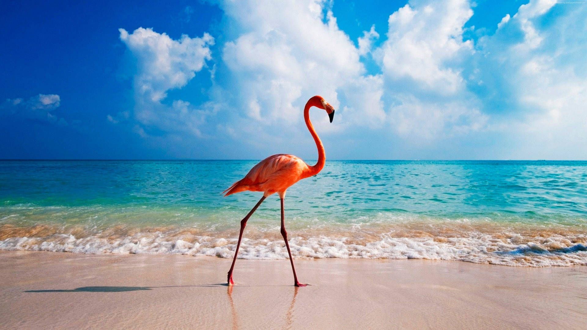 Free Flamingo Wallpaper Downloads, Flamingo Wallpaper for FREE