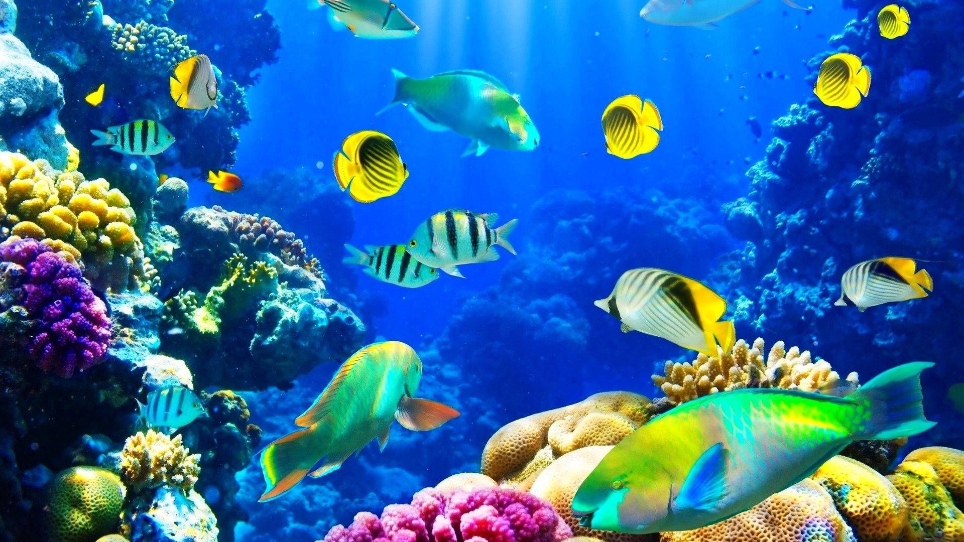 A tropical fish wallpaper - Underwater