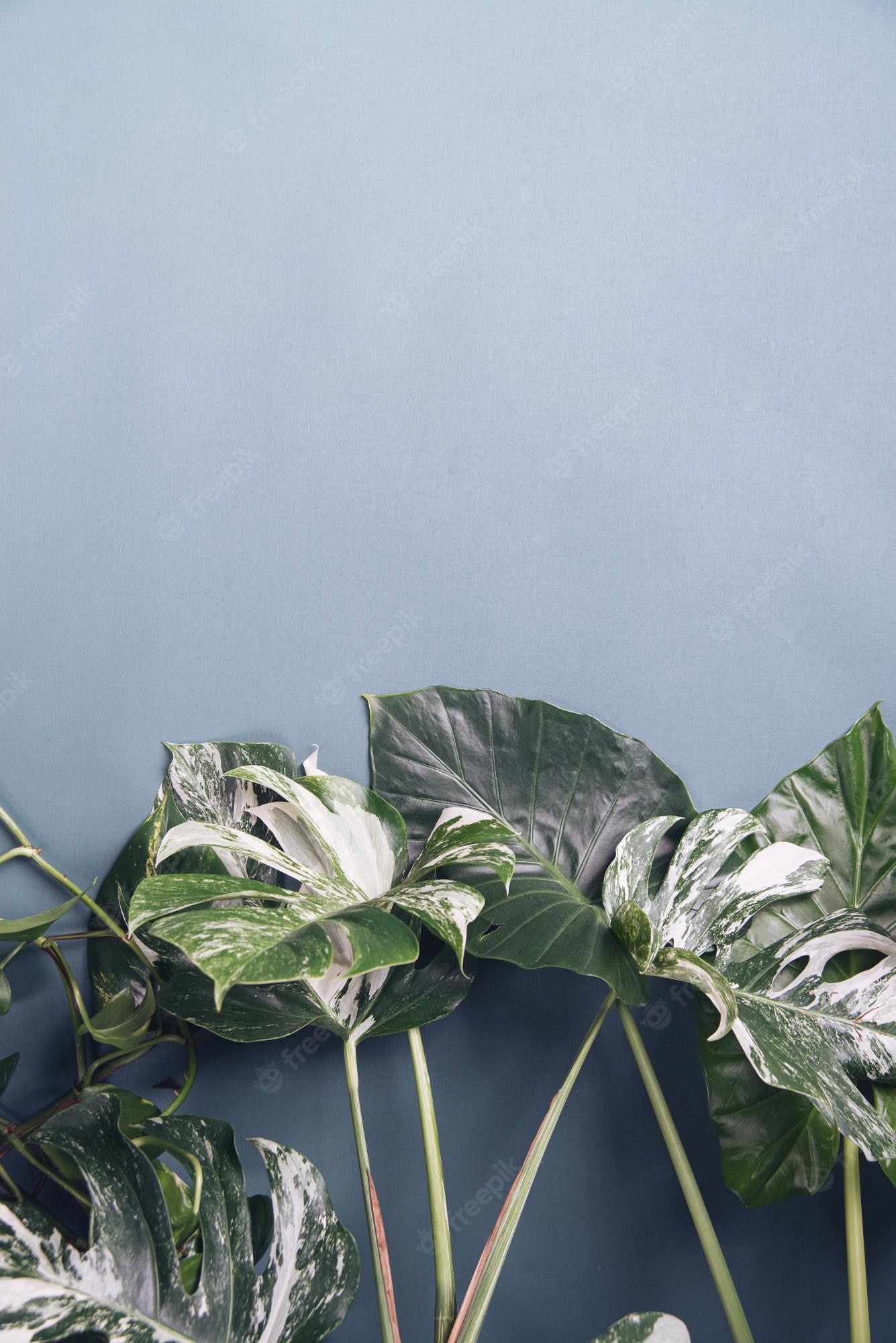 Monstera plant leaves against a blue background - Plants