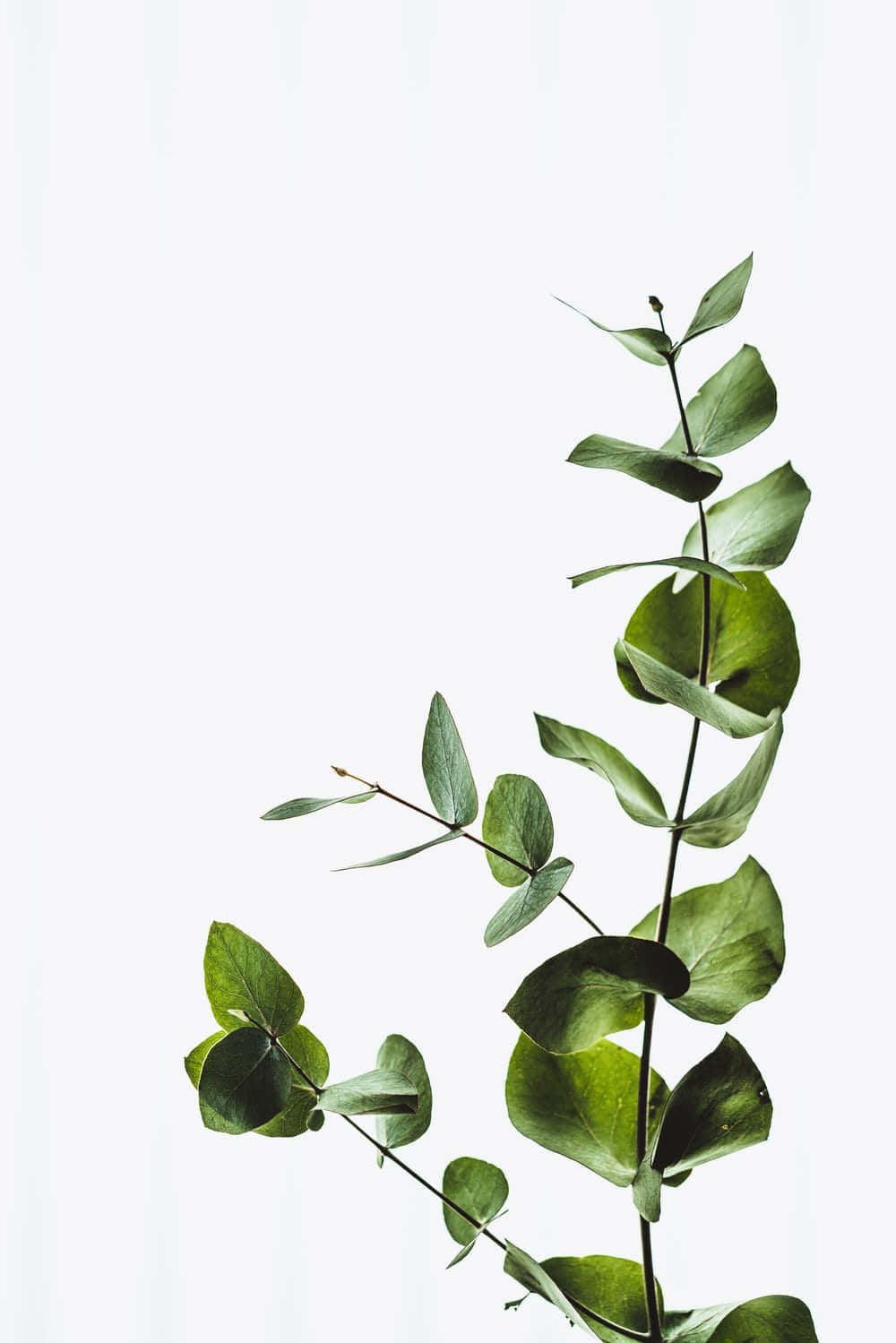 Download Green Plant Aesthetic Wallpaper