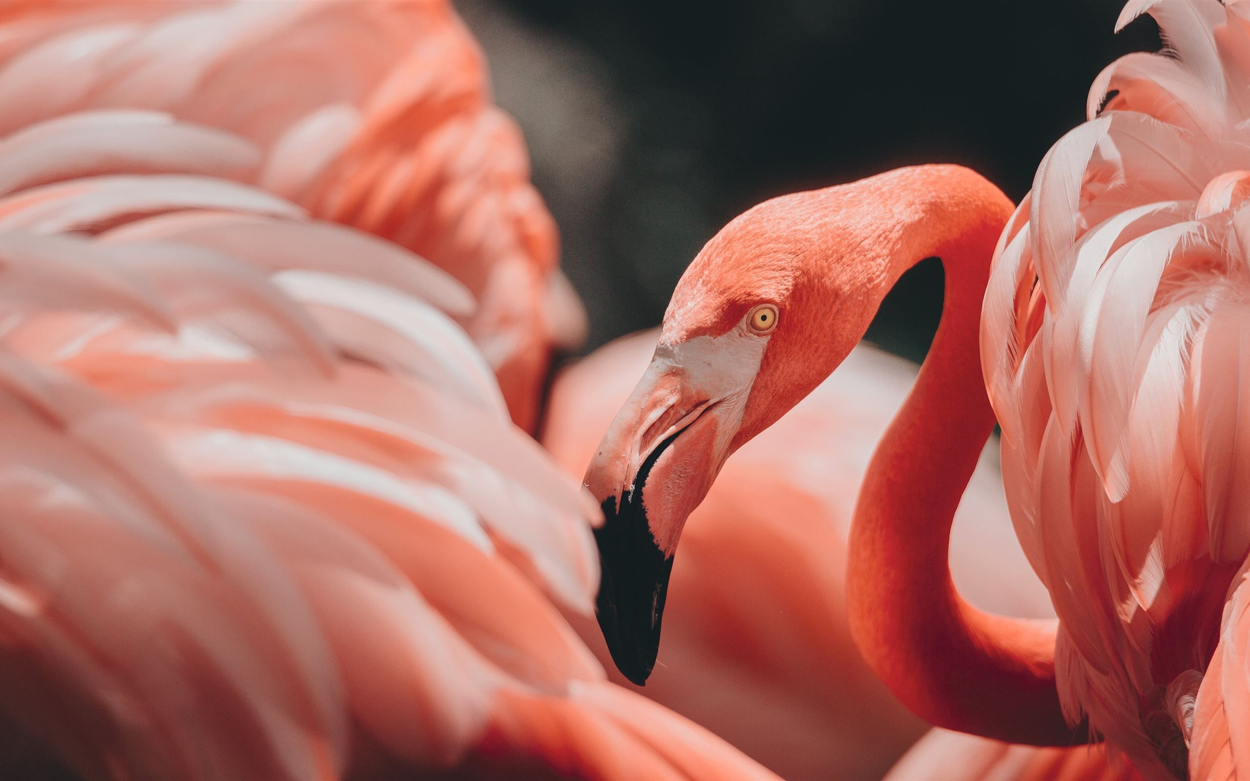 Best Flamingo Mac Wallpaper Free HD Download