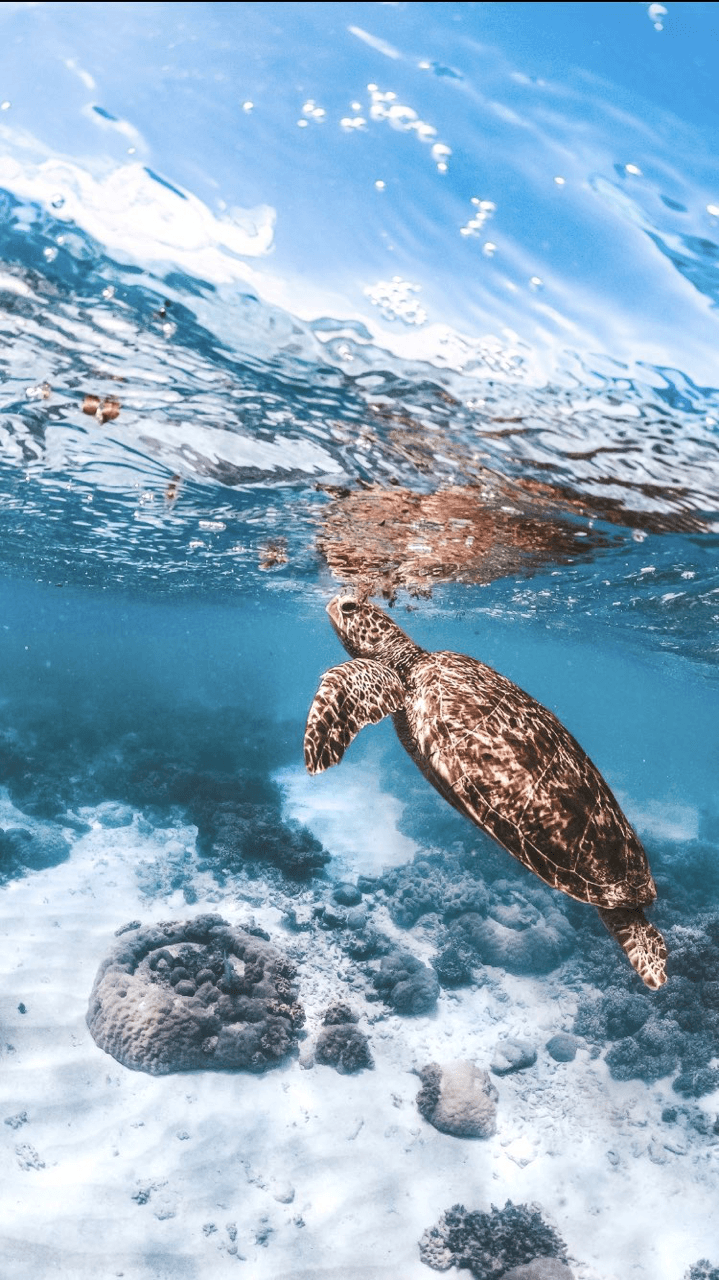 A turtle swimming in the ocean - Underwater, sea turtle, turtle