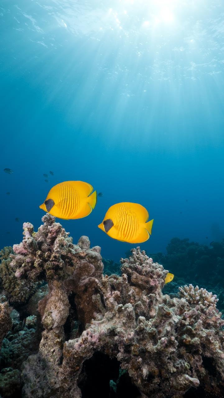 A pair of Masked Butterflyfish swim over a coral reef. - Underwater
