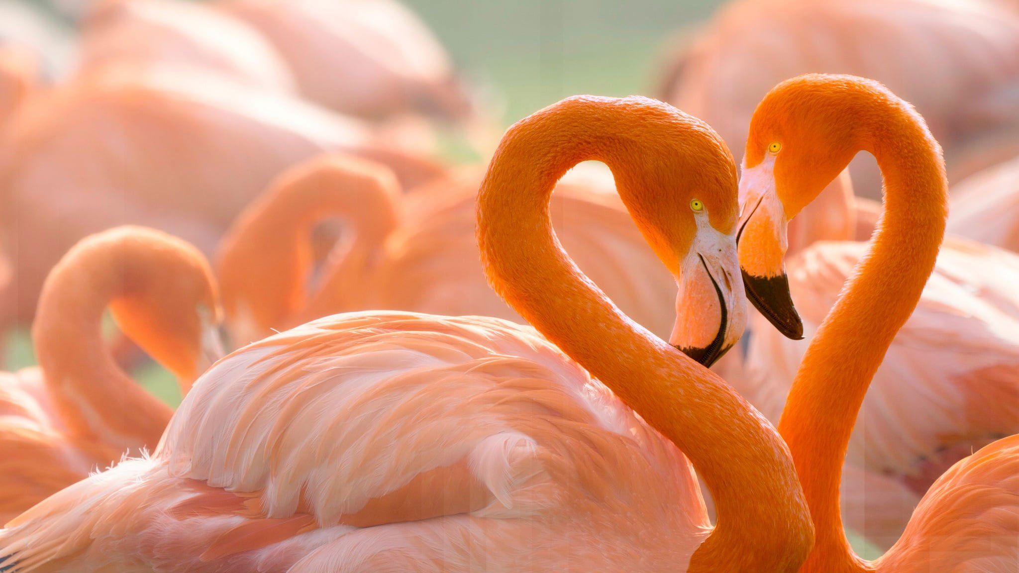 A pair of flamingos stand together with their necks intertwined. - Flamingo