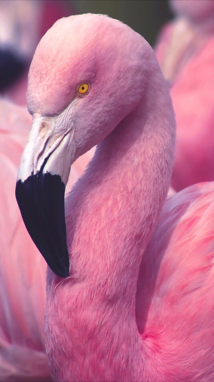 A pink flamingo with a white beak and yellow eyes. - Flamingo