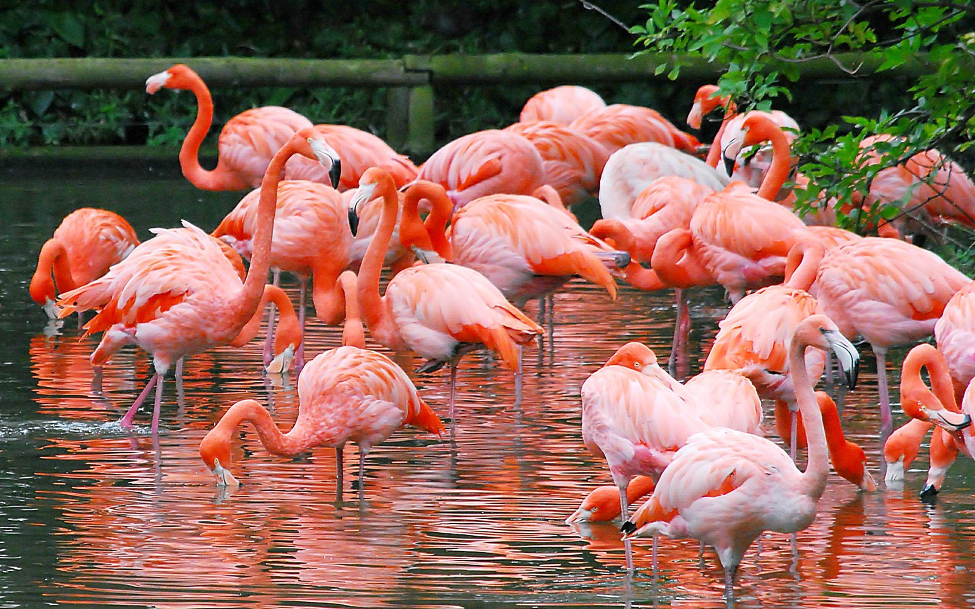 A flock of flamingos are standing in the water. - Flamingo