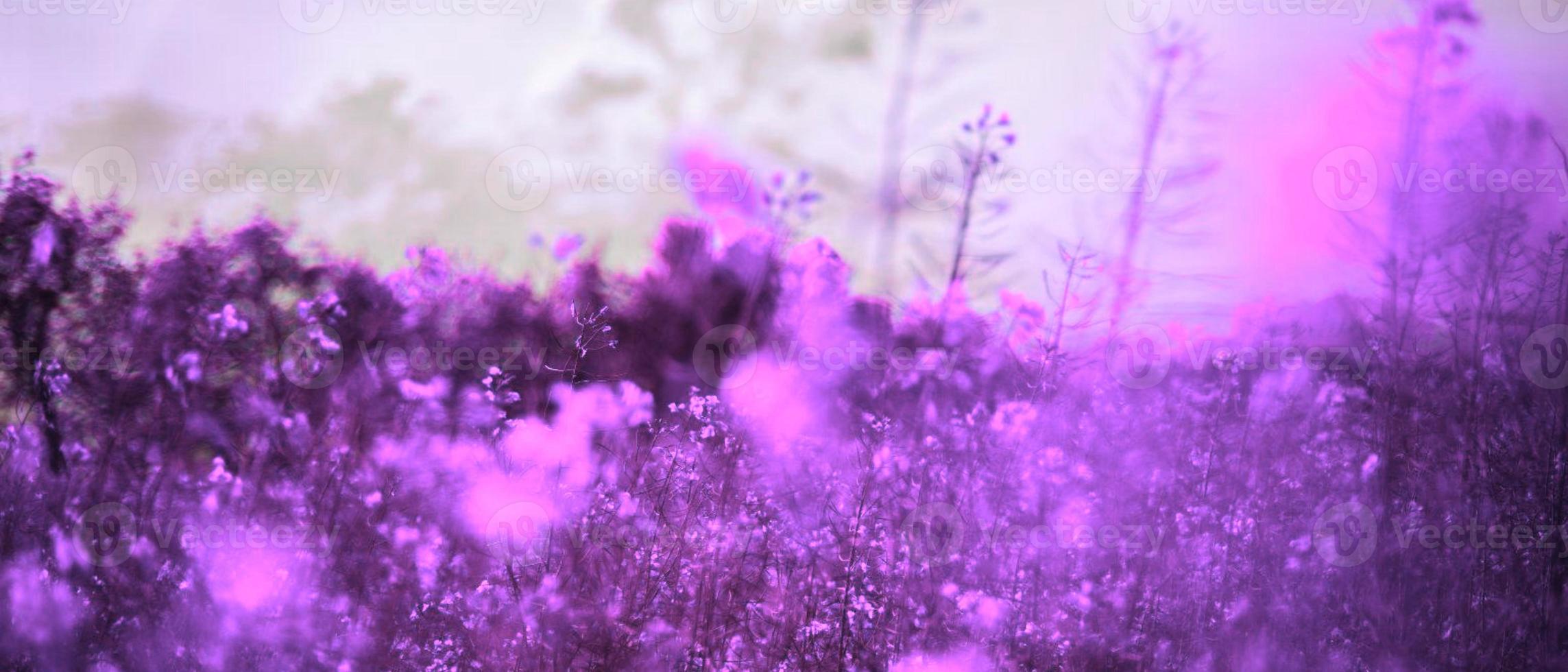 A purple flower field with trees in the background - Computer
