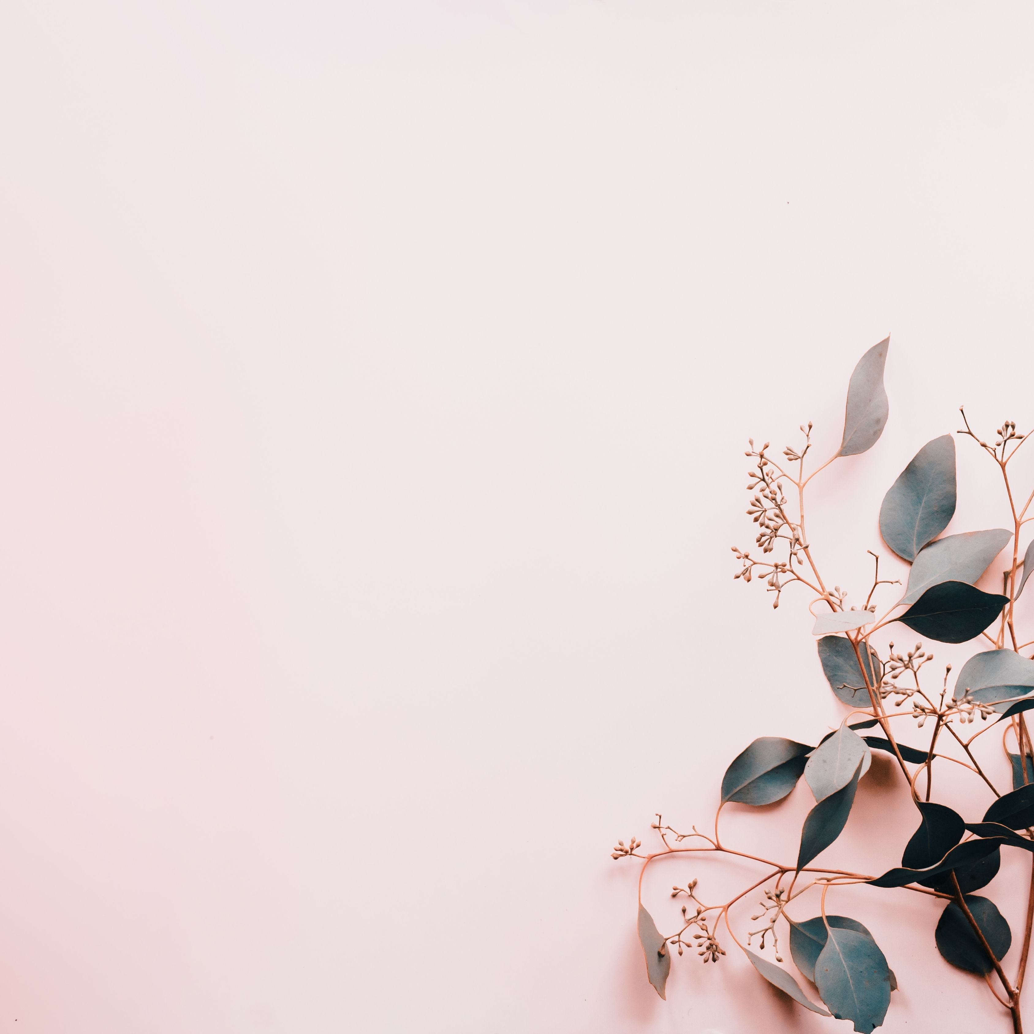 A corner frame of dried flowers and eucalyptus branches on a pale pink background - Simple