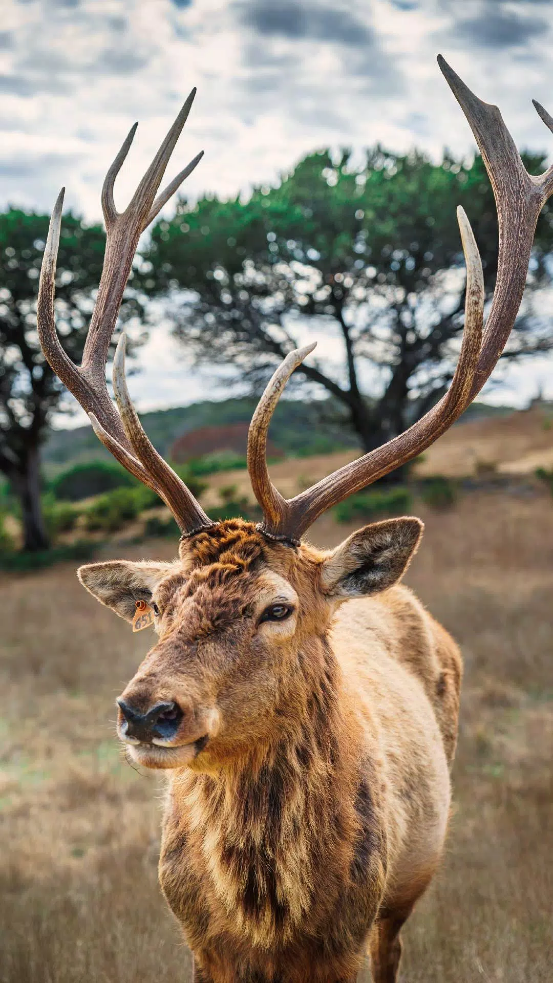 Deer Wallpaper APK for Android Download