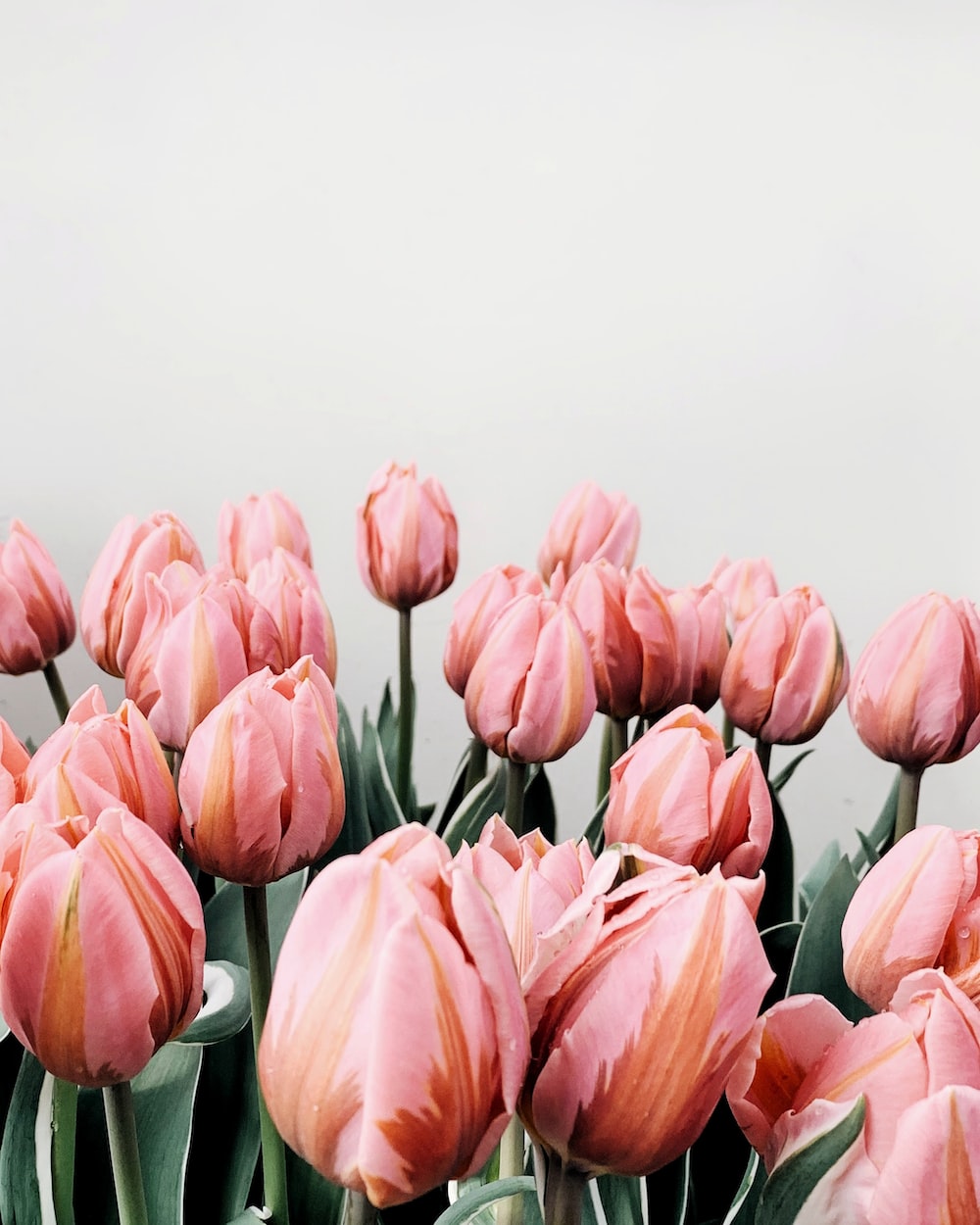 Pink Tulips Picture. Download Free Image