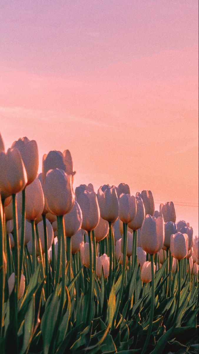 A field of tulips in the sunset - Flower, tulip, beautiful