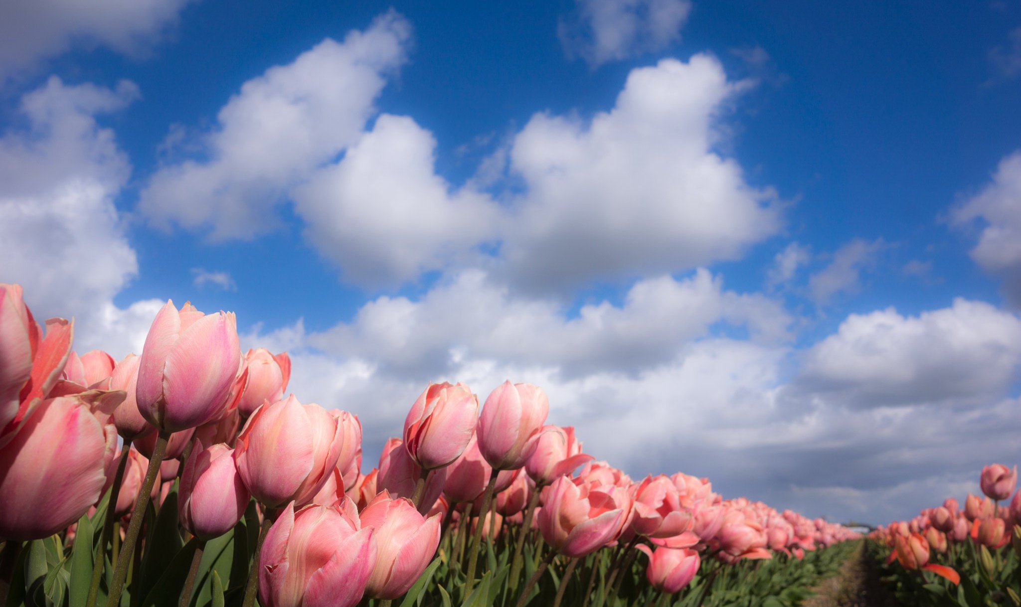 A field of pink flowers in front on some clouds - Tulip