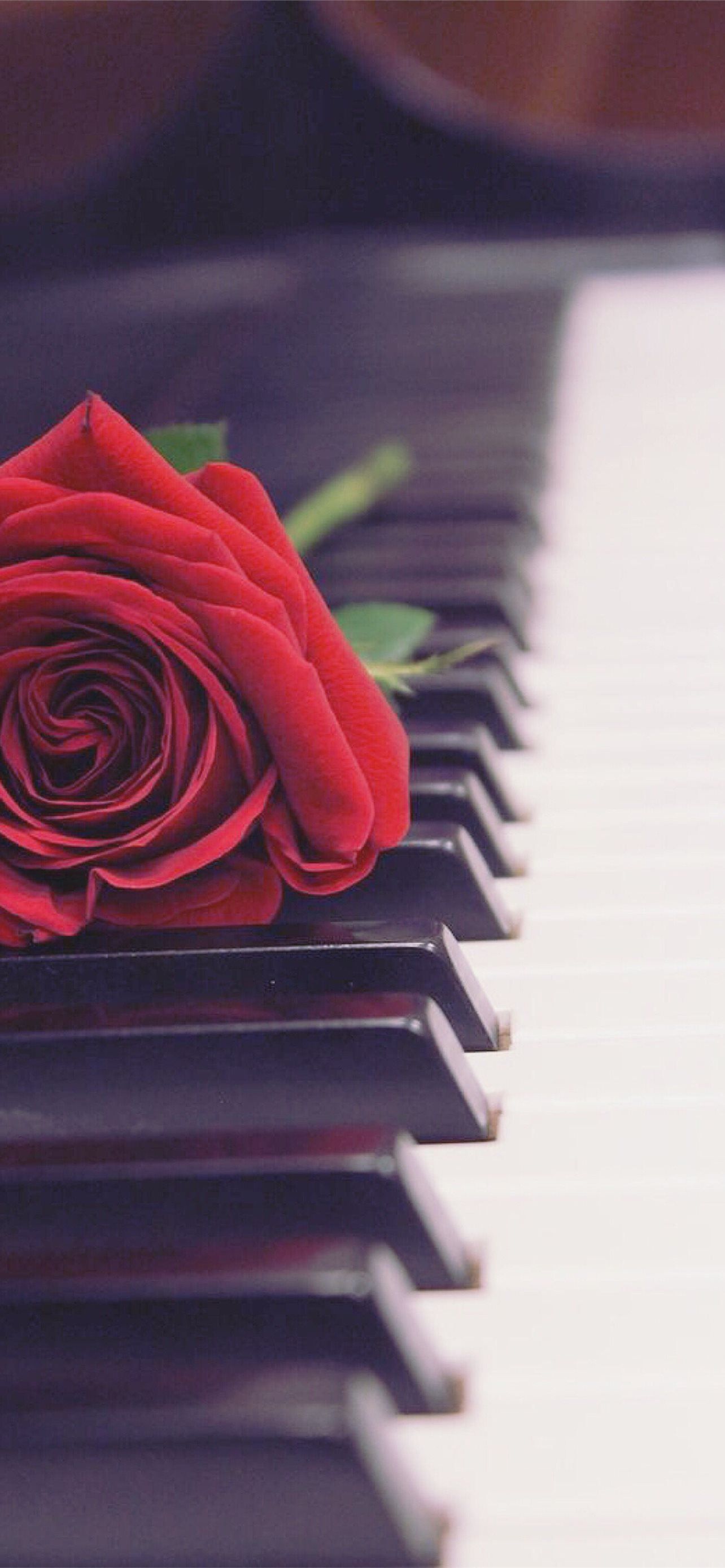 A red rose is sitting on top of the keys - Piano