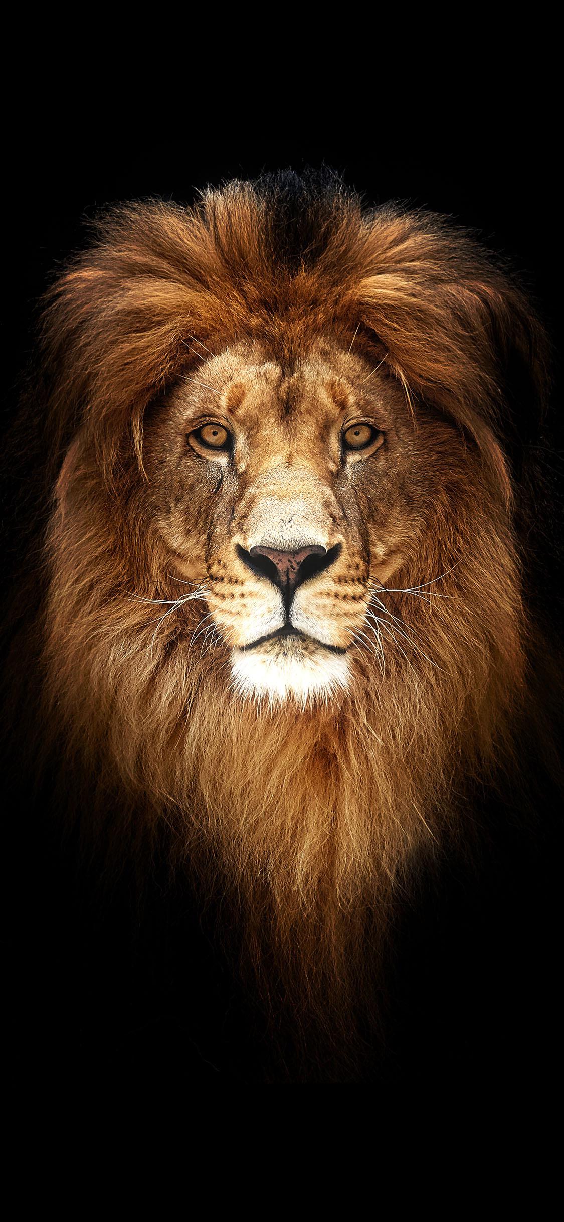 IPhone wallpaper of a lion in black background - Lion