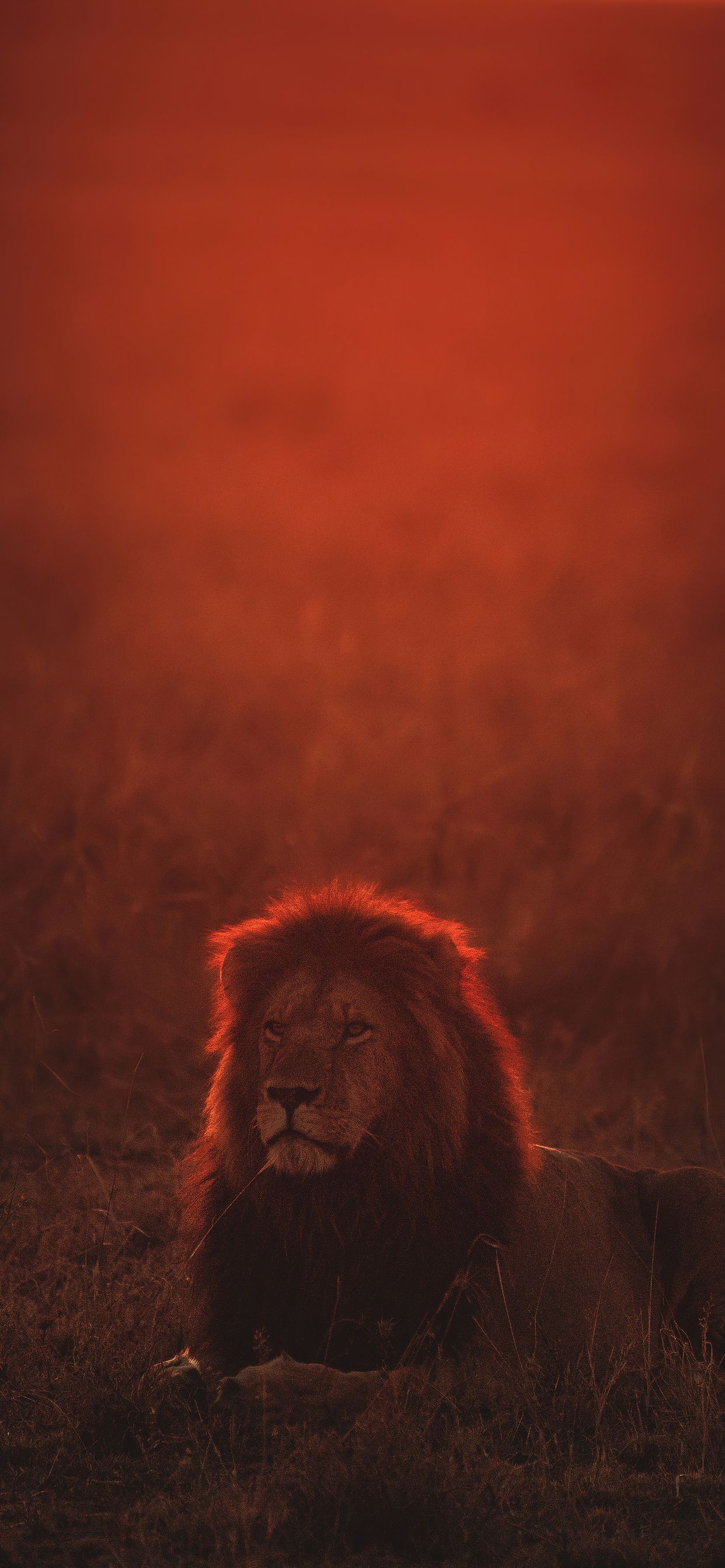 Lion On Green Grass During Golden Hour 4k iPhone XS MAX HD 4k Wallpaper, Image, Background, Photo and Picture