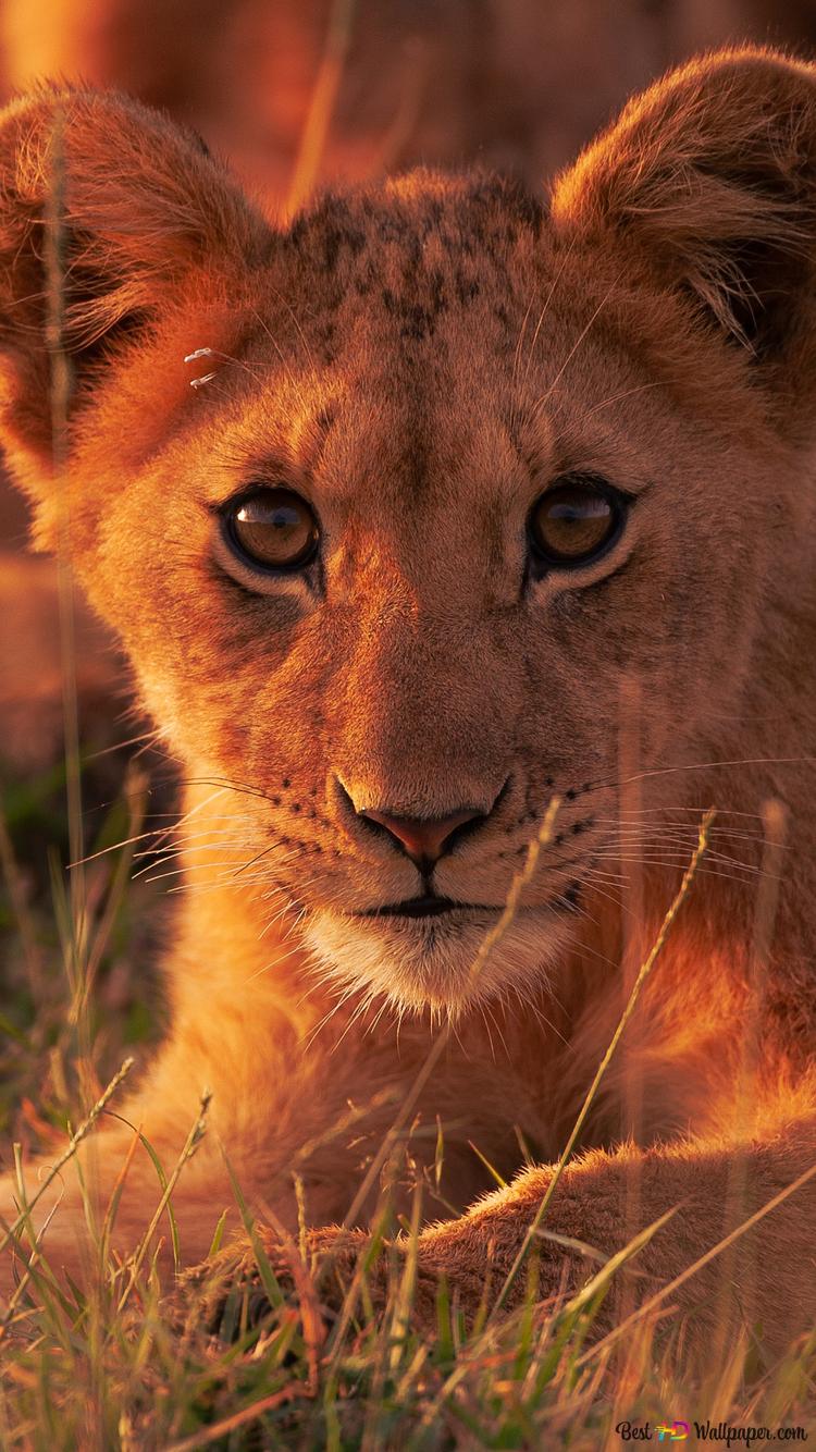 Cub lion 2K wallpaper download