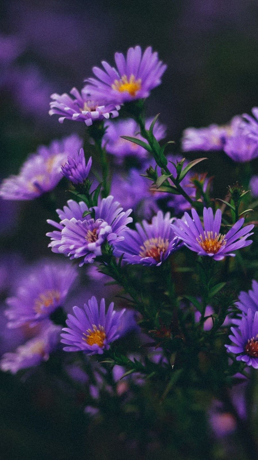 A bunch of purple flowers with yellow centers - Flower
