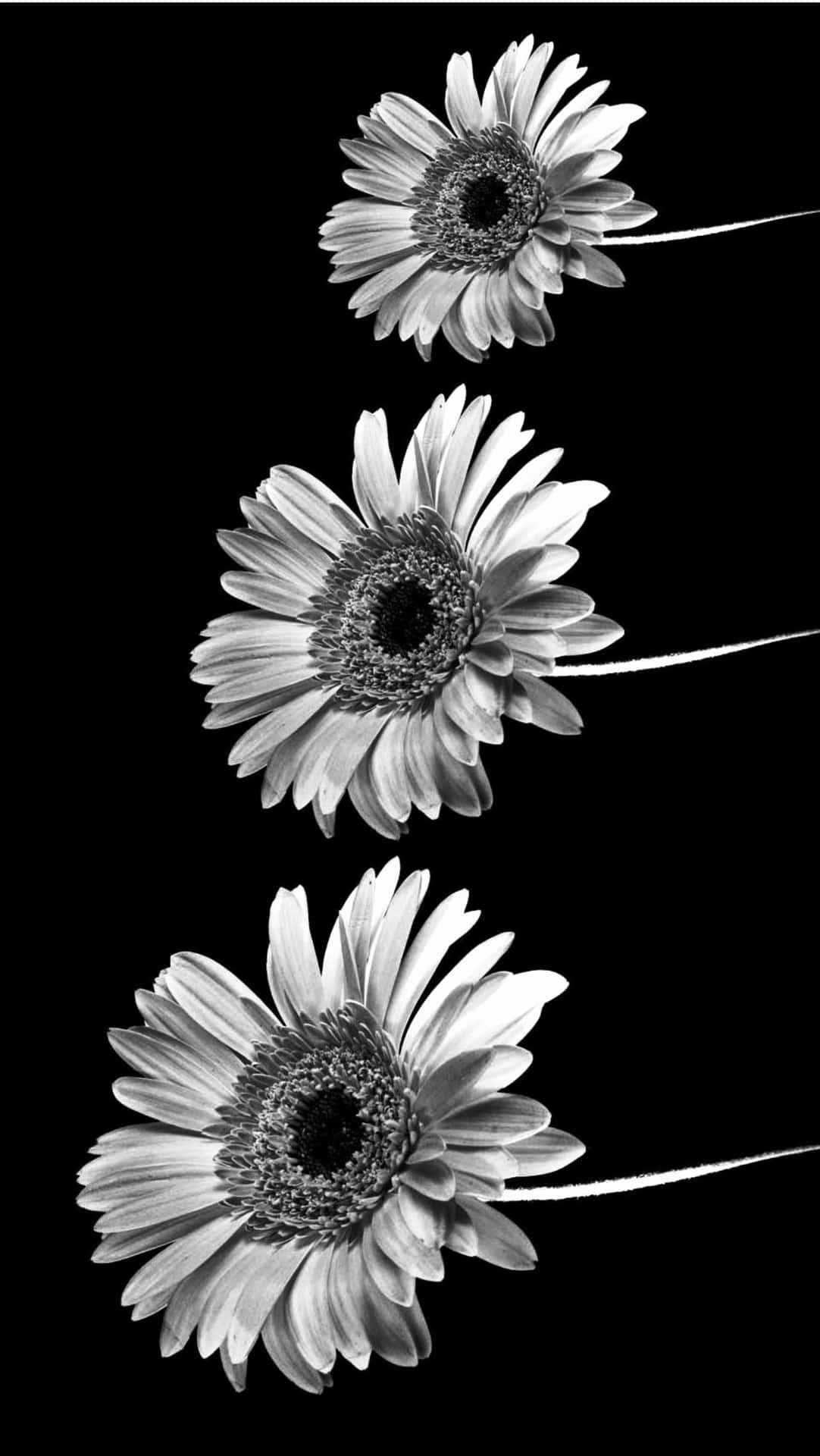 Free Black And White Aesthetic Phone Wallpaper Downloads, Black And White Aesthetic Phone Wallpaper for FREE