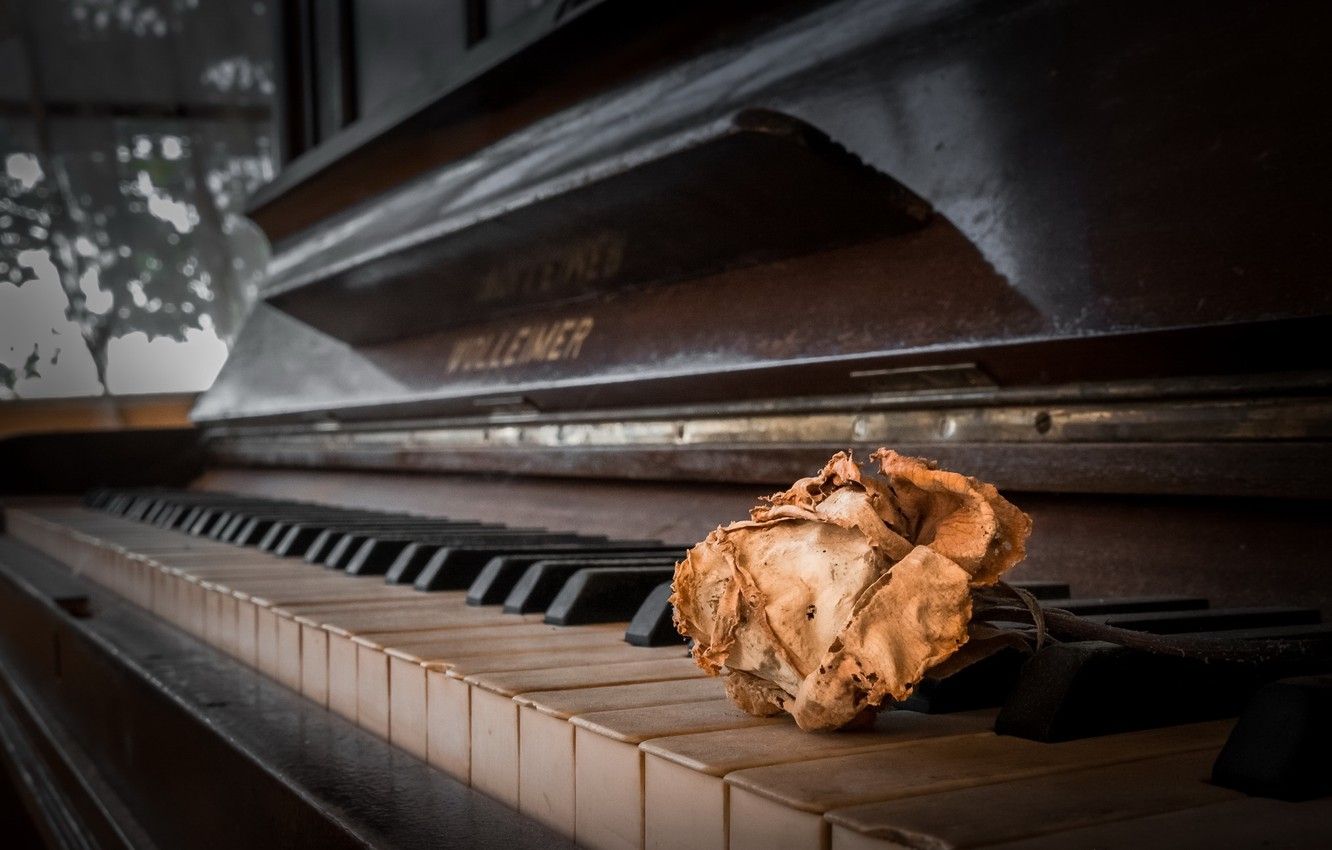 A dried flower on top of a piano. - Piano