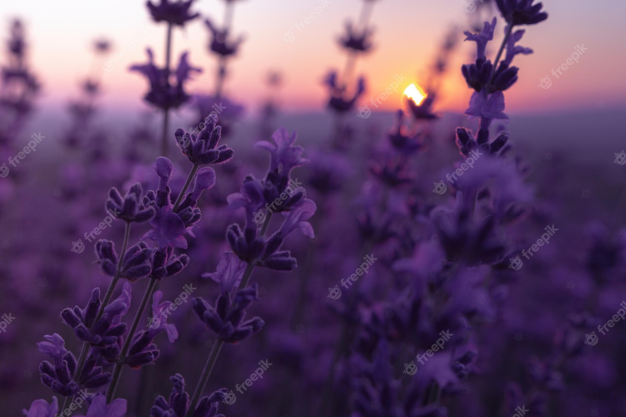 A lavender field at sunset with the sky in background - Lavender