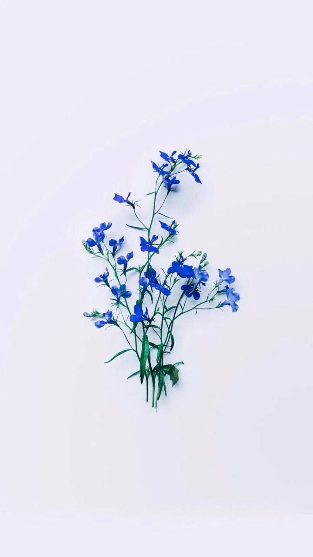 Blue flowers on a white background - Flower