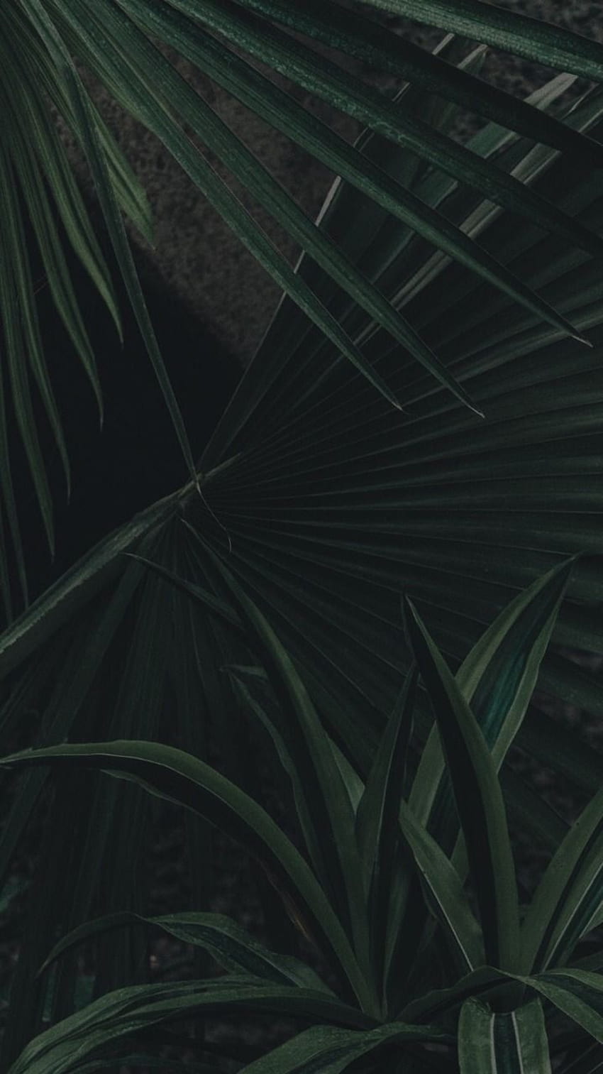 IPhone wallpaper of palm leaves in the dark - Dark green