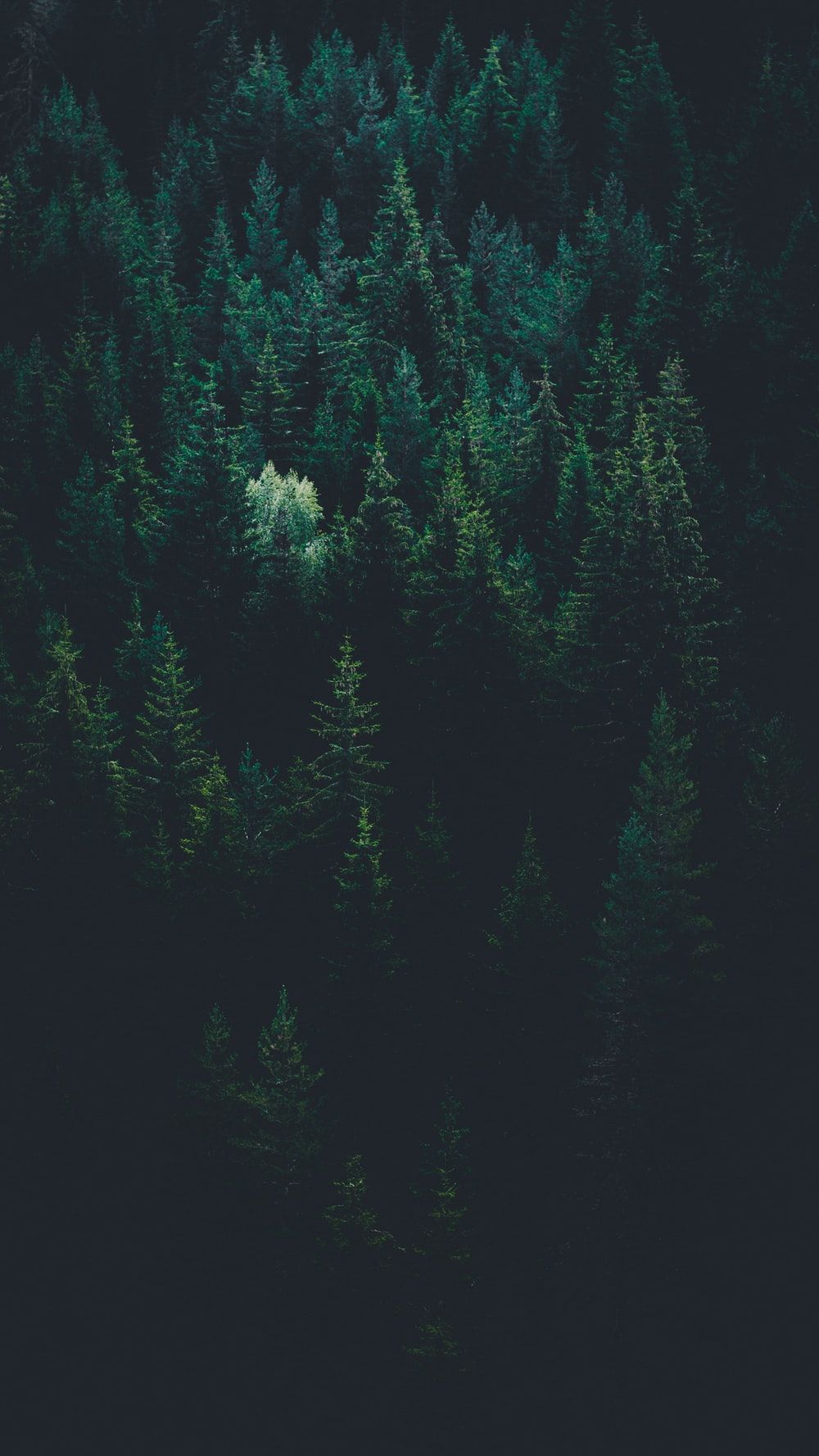 A forest of trees with one small tree in the middle - Dark green