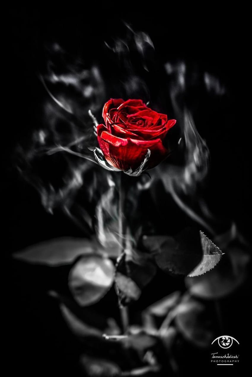 Black aesthetic roses HD wallpaper