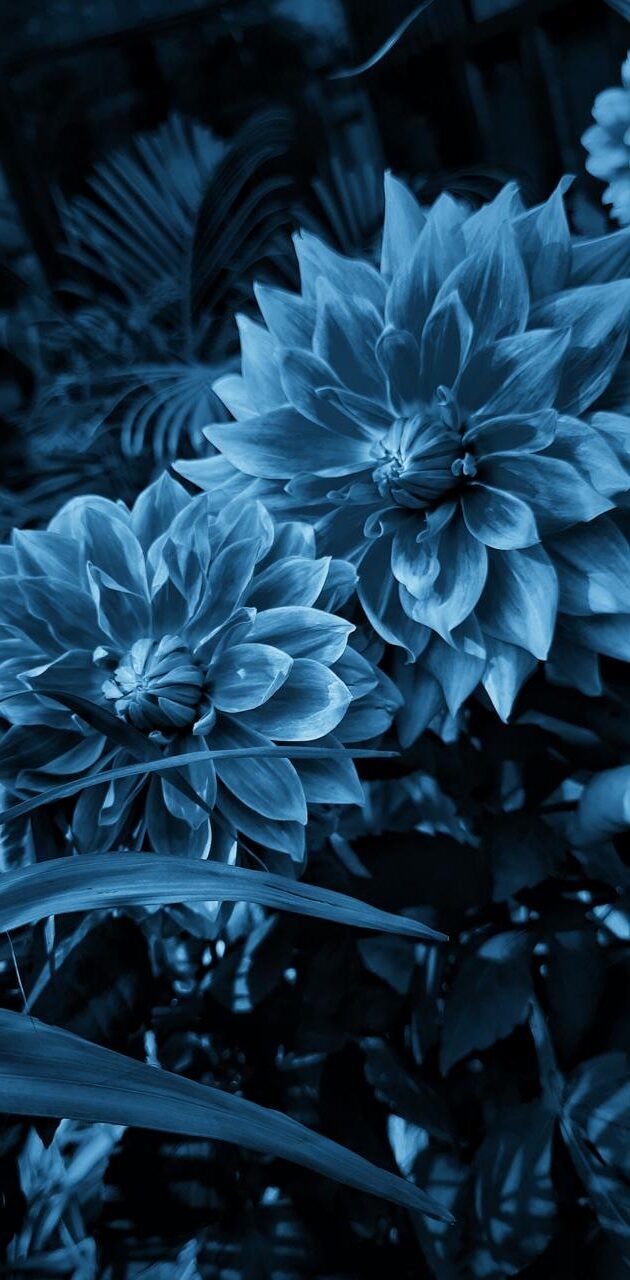 A blue flower with leaves and other plants - Flower