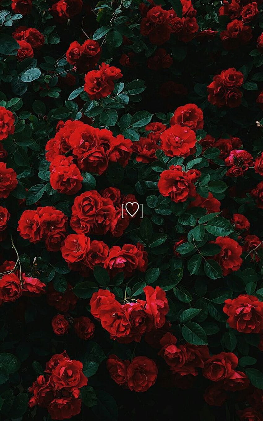 Red Roses Aesthetic, Aesthetic Black and Red Rose HD phone wallpaper