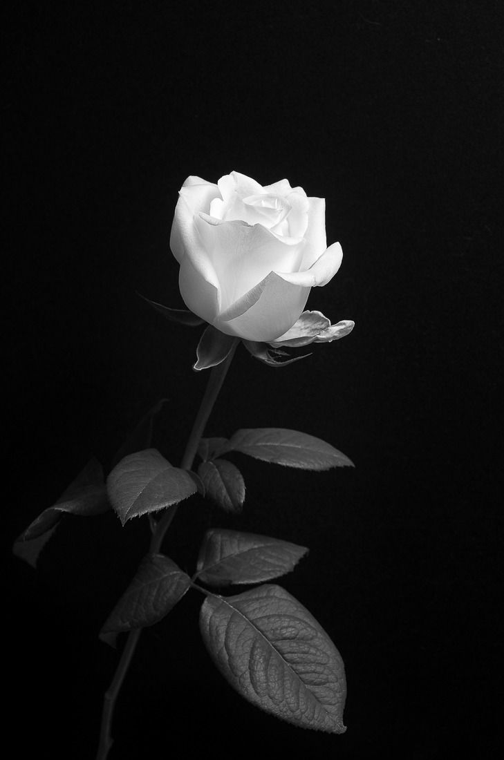 A white rose on a black background - Black rose