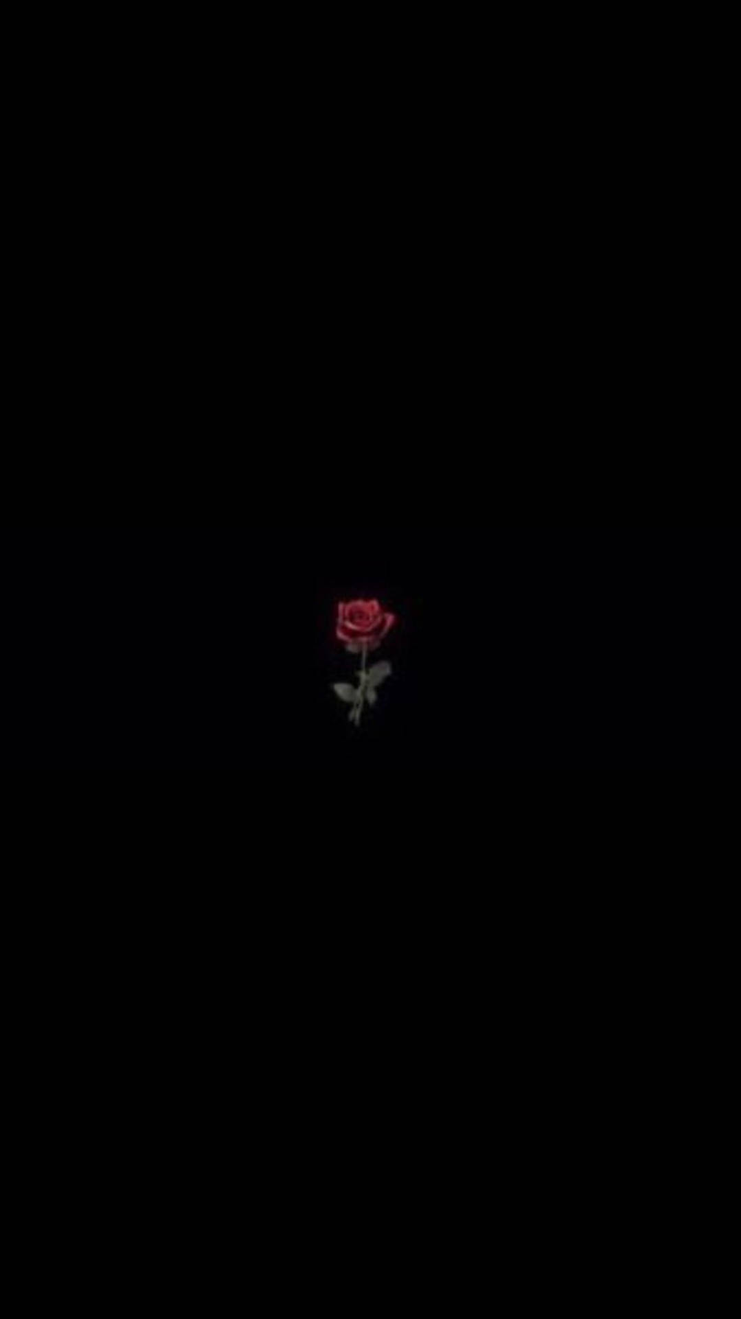 A rose in the dark - Black rose