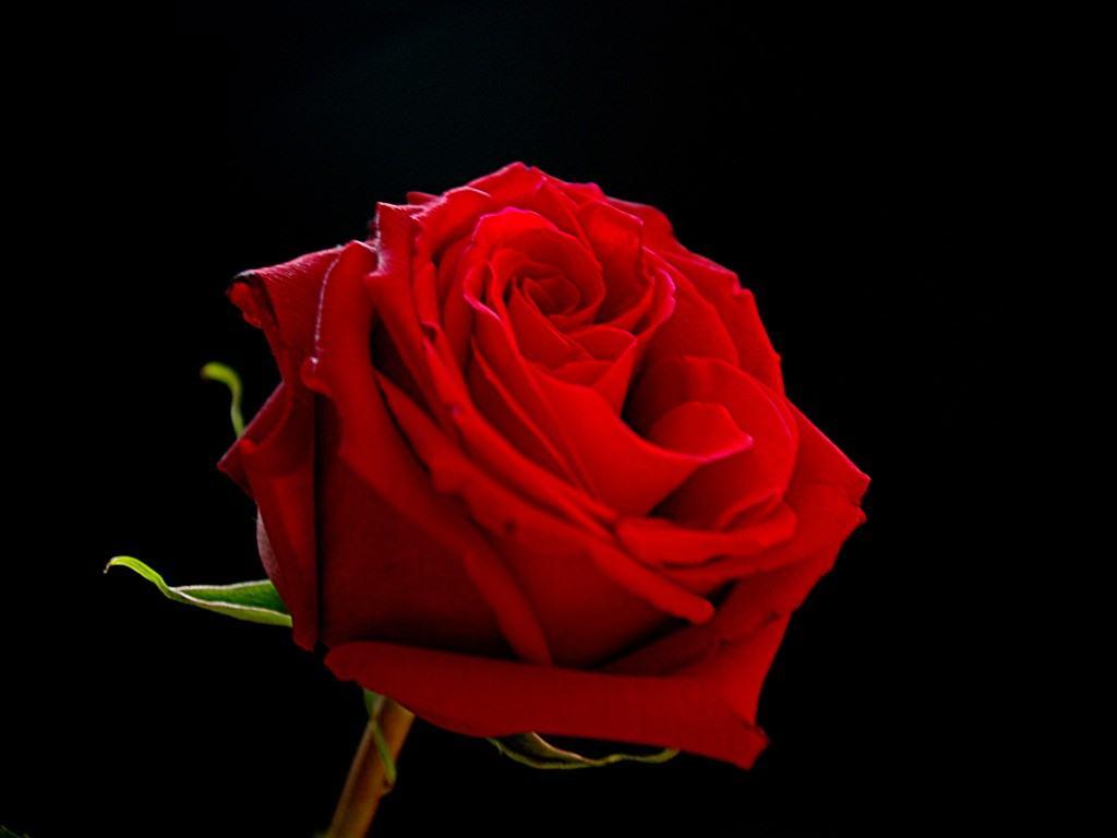 Red Rose Black Background