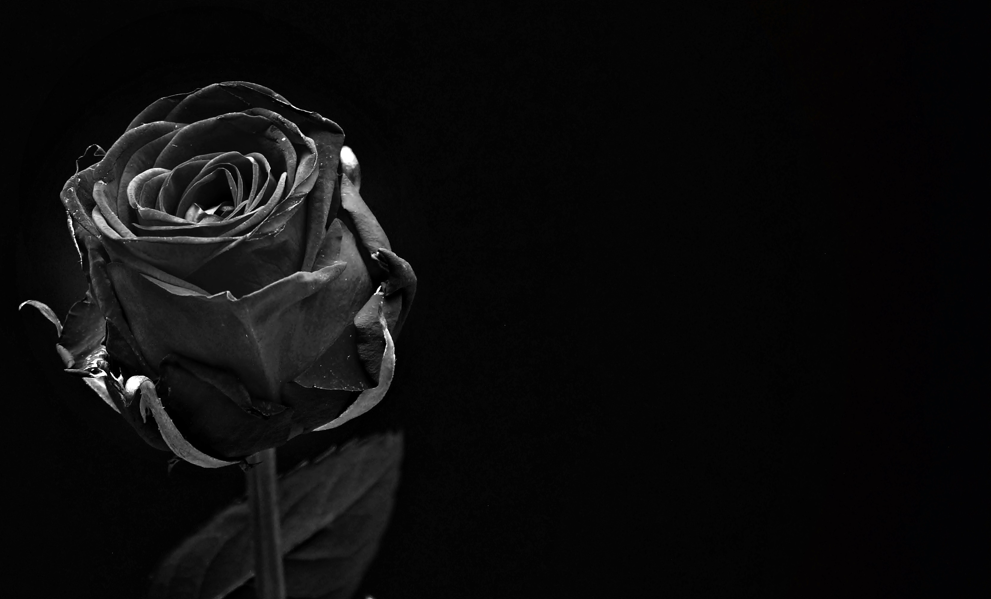 Download 2560x1440 Black Rose, Close Up Wallpaper For IMac 27 Inch