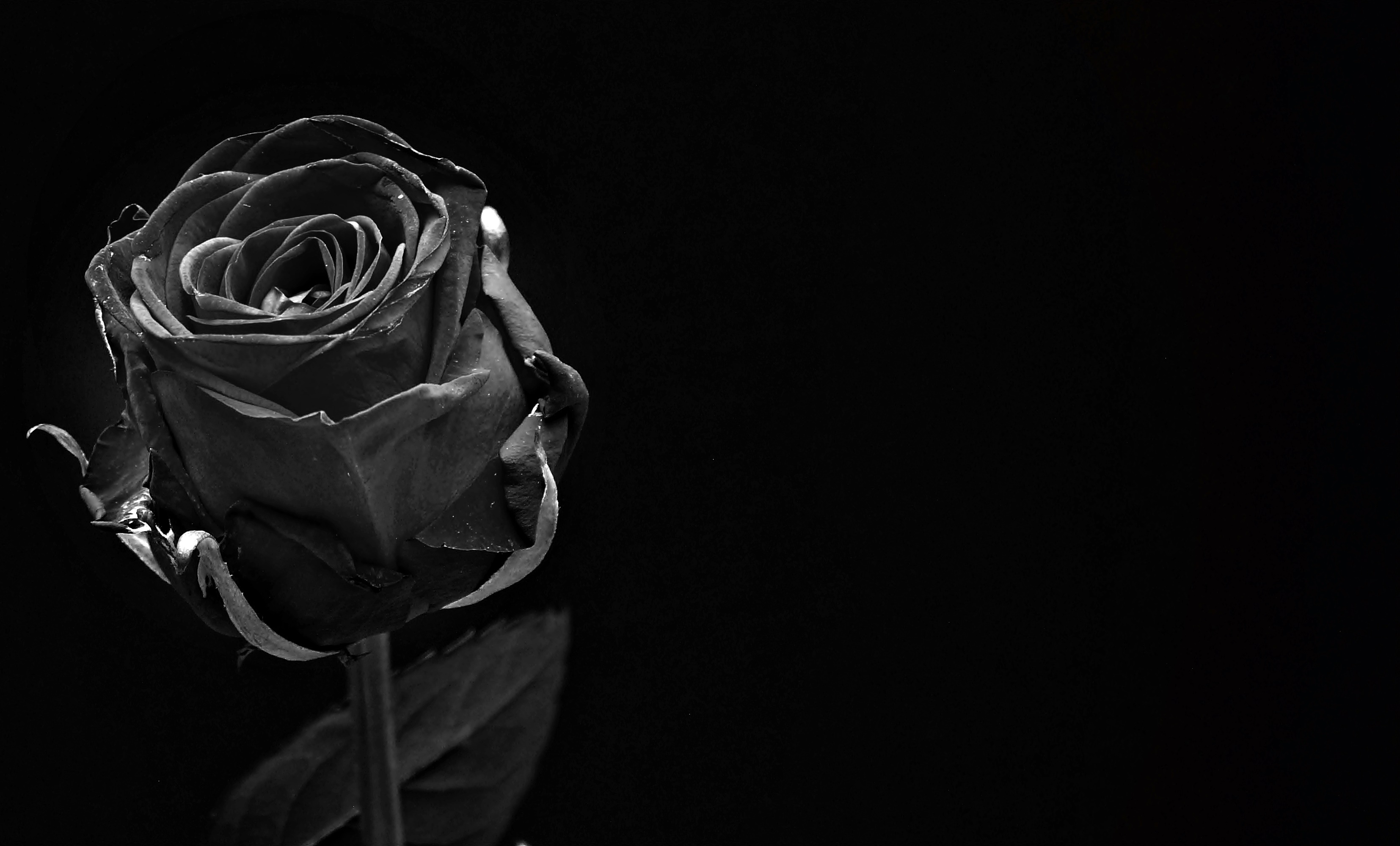 A black rose on a black background. - Black rose