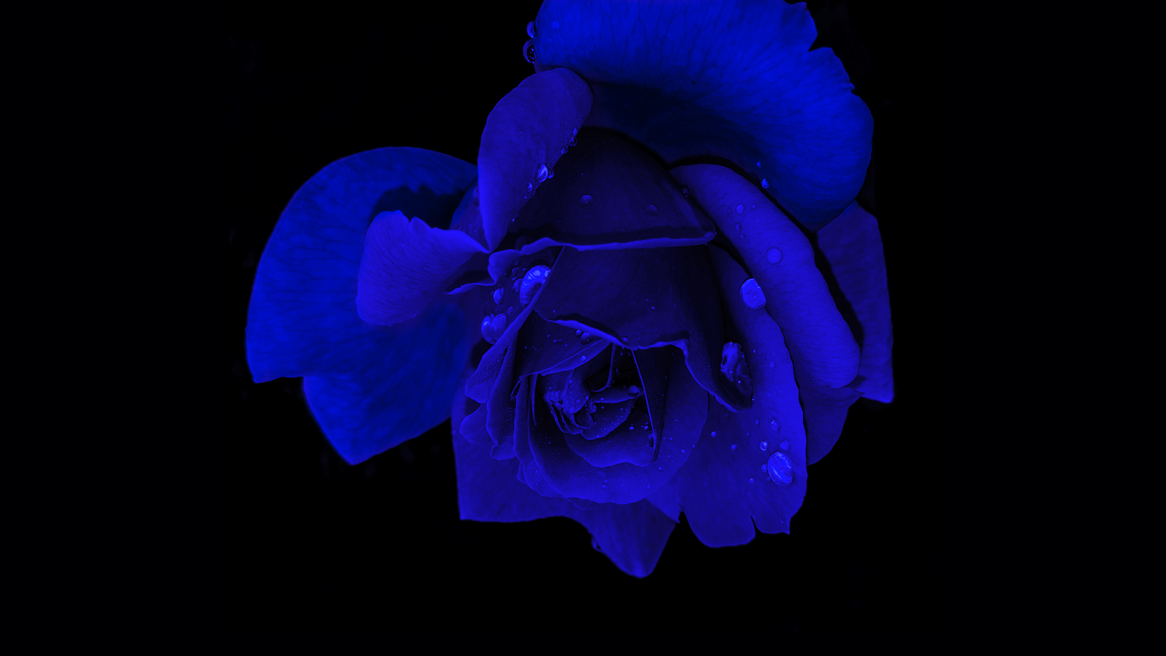 Blue rose Wallpaper 4K, Rose flower, Flowers