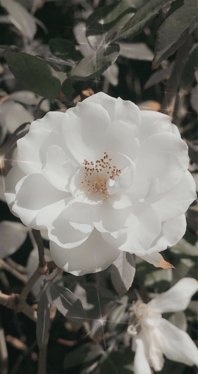 white flower aesthetic. White flower wallpaper, Flower aesthetic, Flower lockscreen