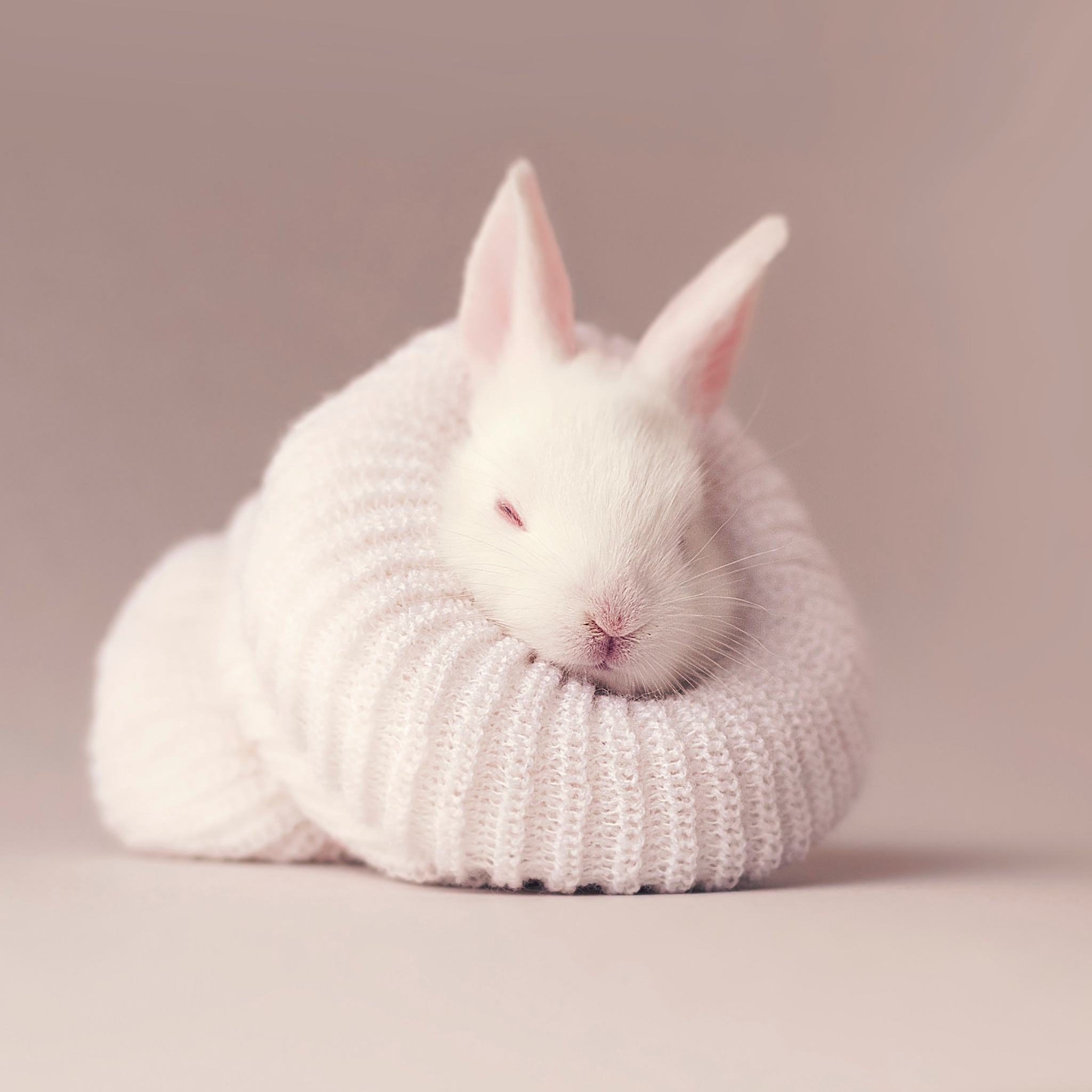 A white rabbit wrapped in a white cable knit sweater. - Cute white