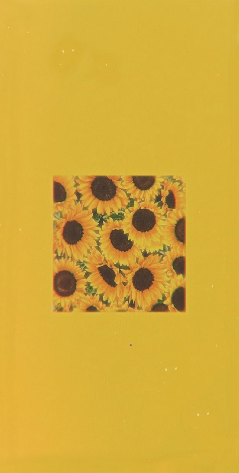 A yellow background with sunflowers on it - Pastel yellow