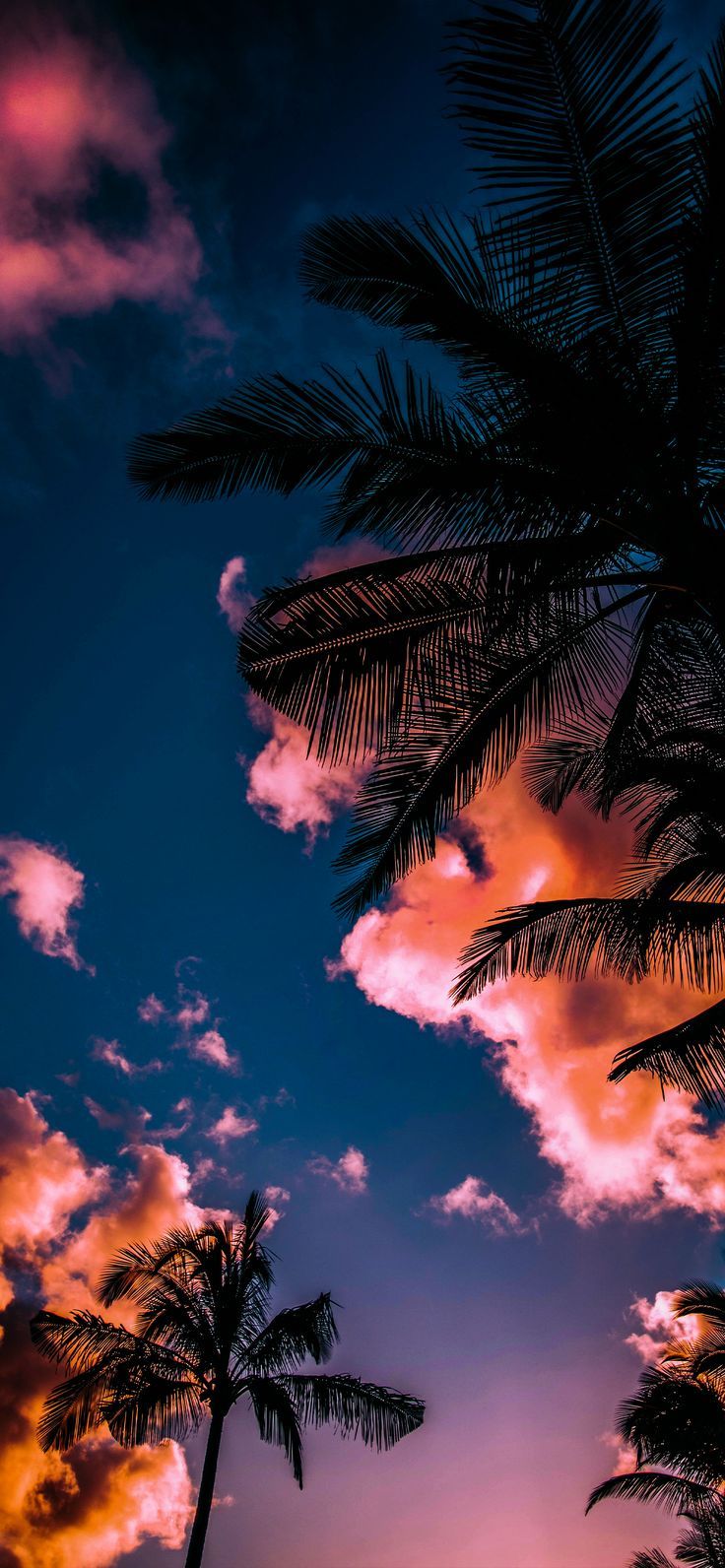A sunset with palm trees and clouds - Miami
