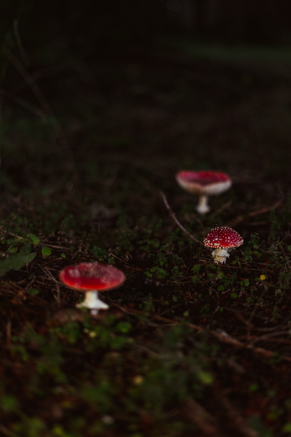 red and white mushrooms on green grass photo