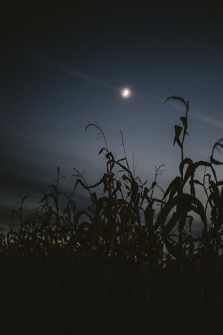 HD wallpaper: cornfield, corn maze, autumn, fall, moon, dusk, twilight, moody