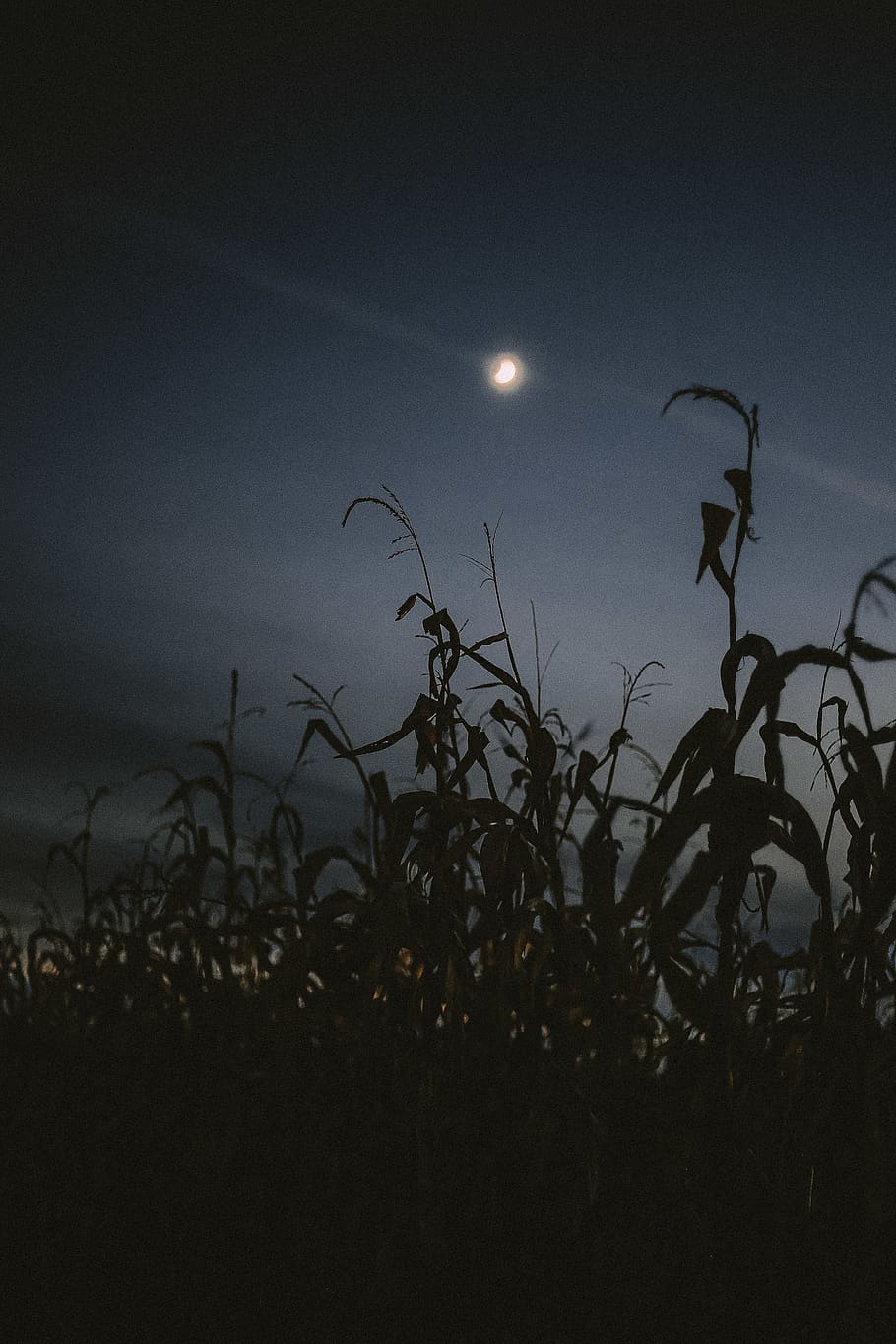 A moonlit night with a field of corn - Twilight