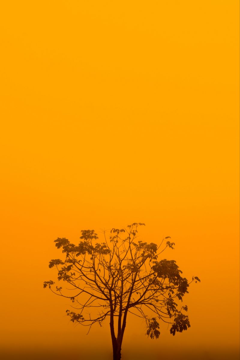 A tree is standing alone in the middle of an orange sky - Yellow iphone