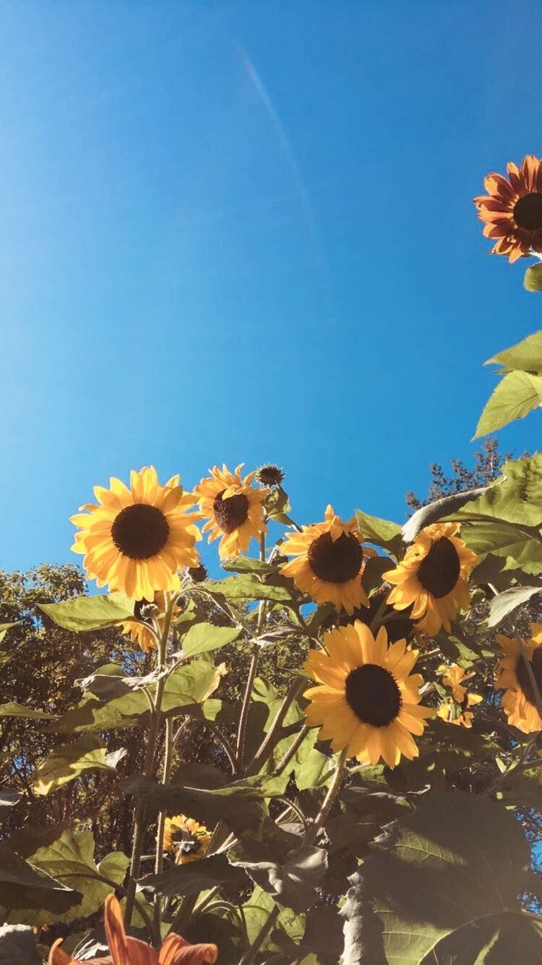 Yellow Aesthetic Sunflowers, iPhone, Desktop HD Background / Wallpaper (1080p, 4k) HD Wallpaper (Desktop Background / Android / iPhone) (1080p, 4k) (1080x1921)