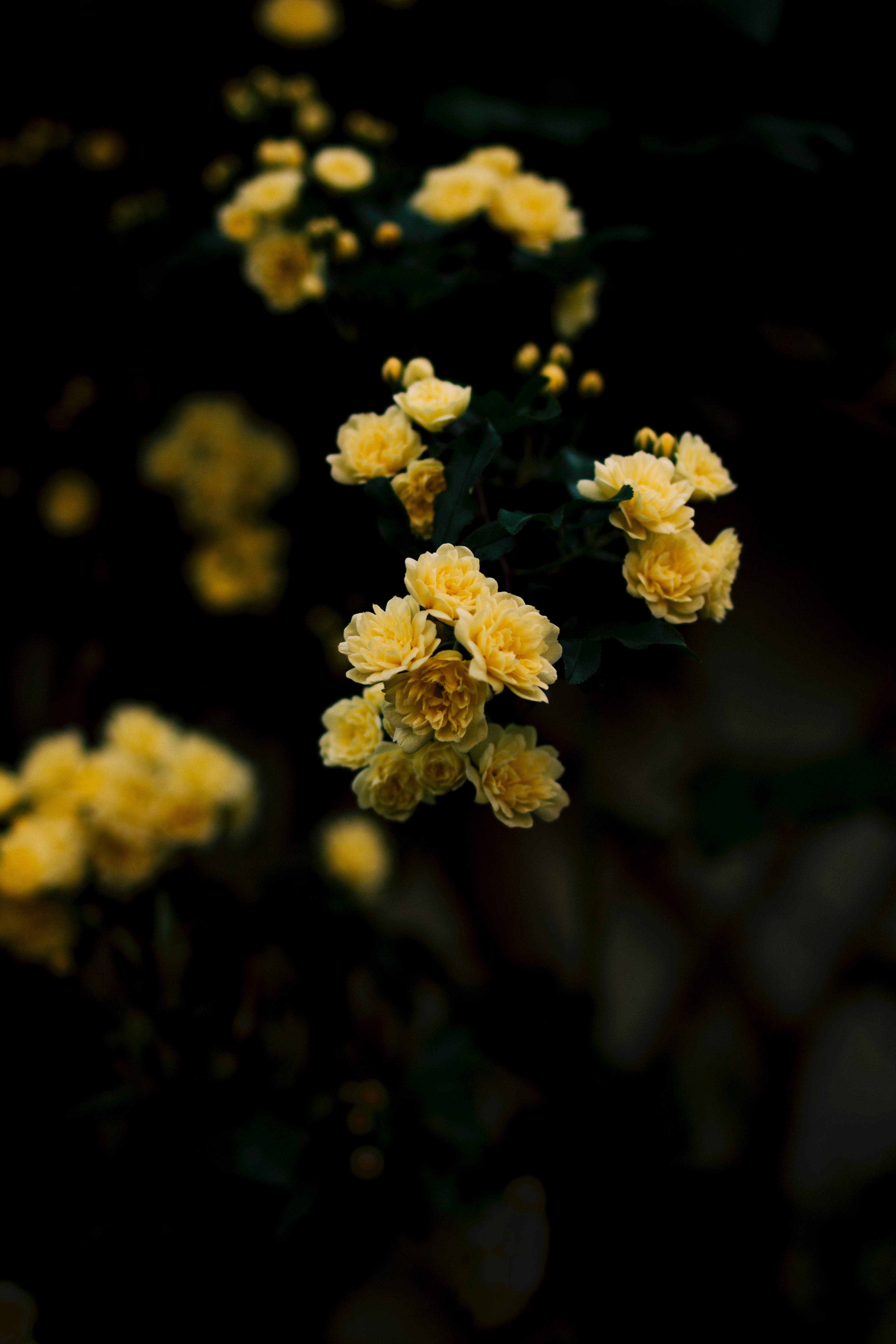 Yellow Aesthetic Wallpaper Rose