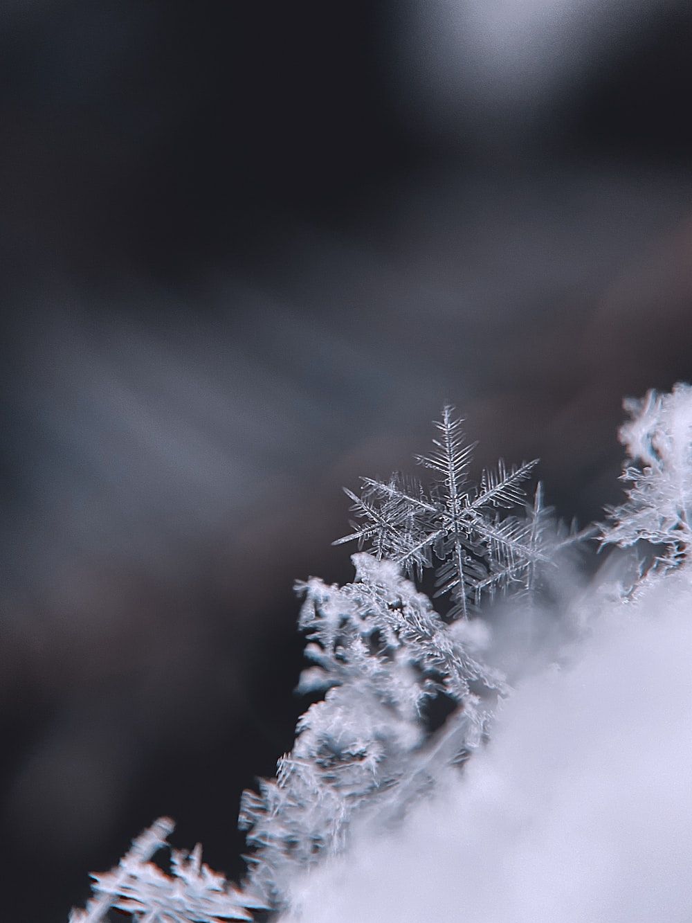 snow covered tree during daytime photo