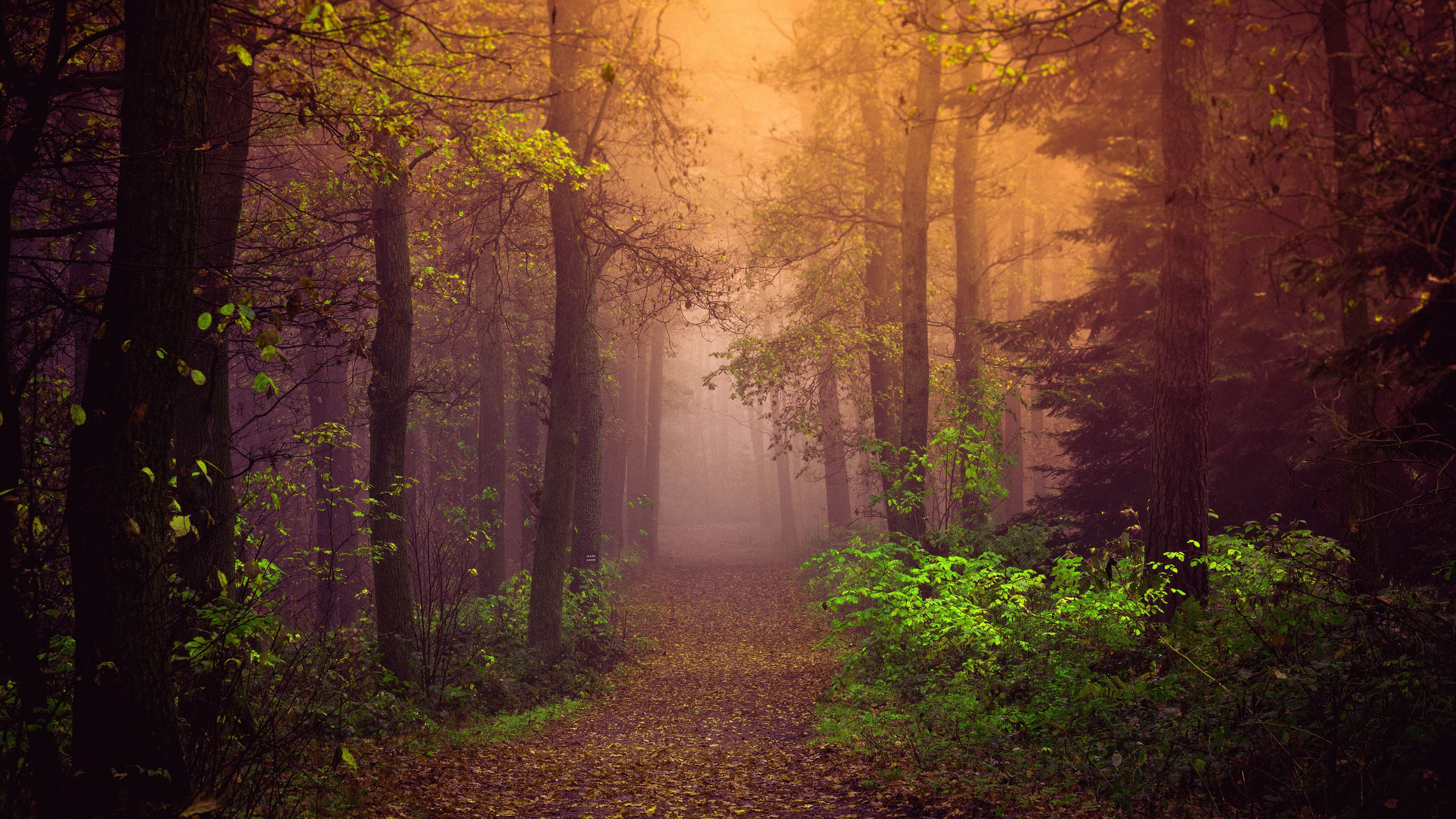 Forest Wallpaper 4K, Autumn, Path, Trees, Nature