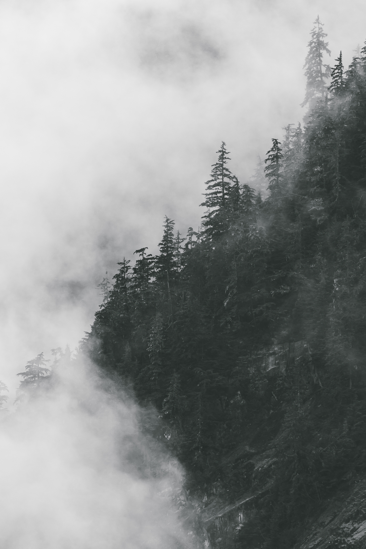 Foggy Forest Photography wallpaper